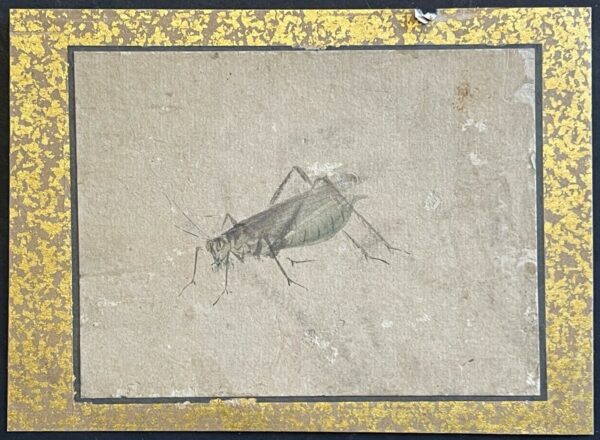 Japon Sauterelle Étude naturaliste à l’encre époque Edo XVIIIe ou début XIXe