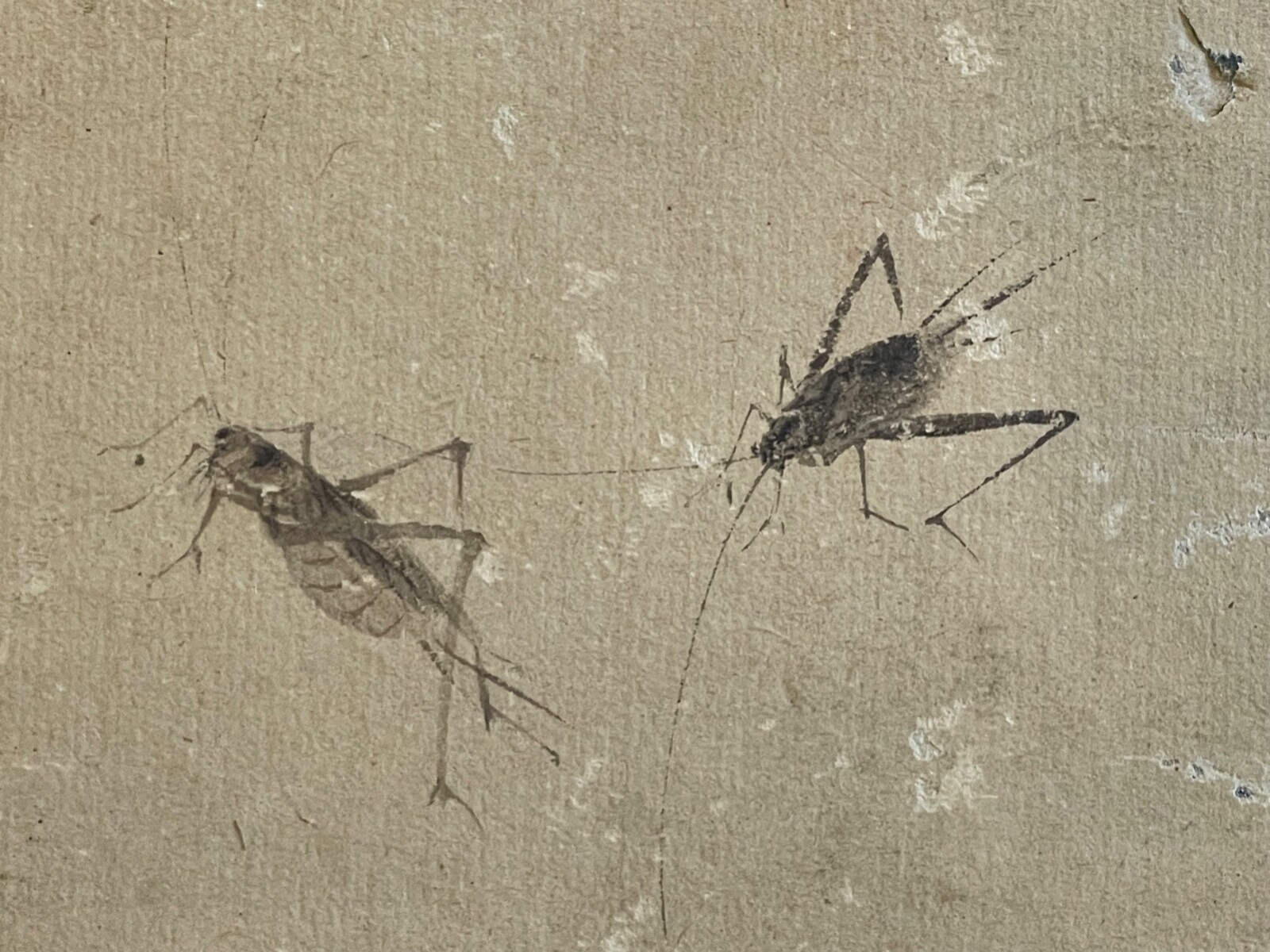 Japon deux grillons Étude naturaliste à l’encre papier japon vergé Époque Edo – Image 2