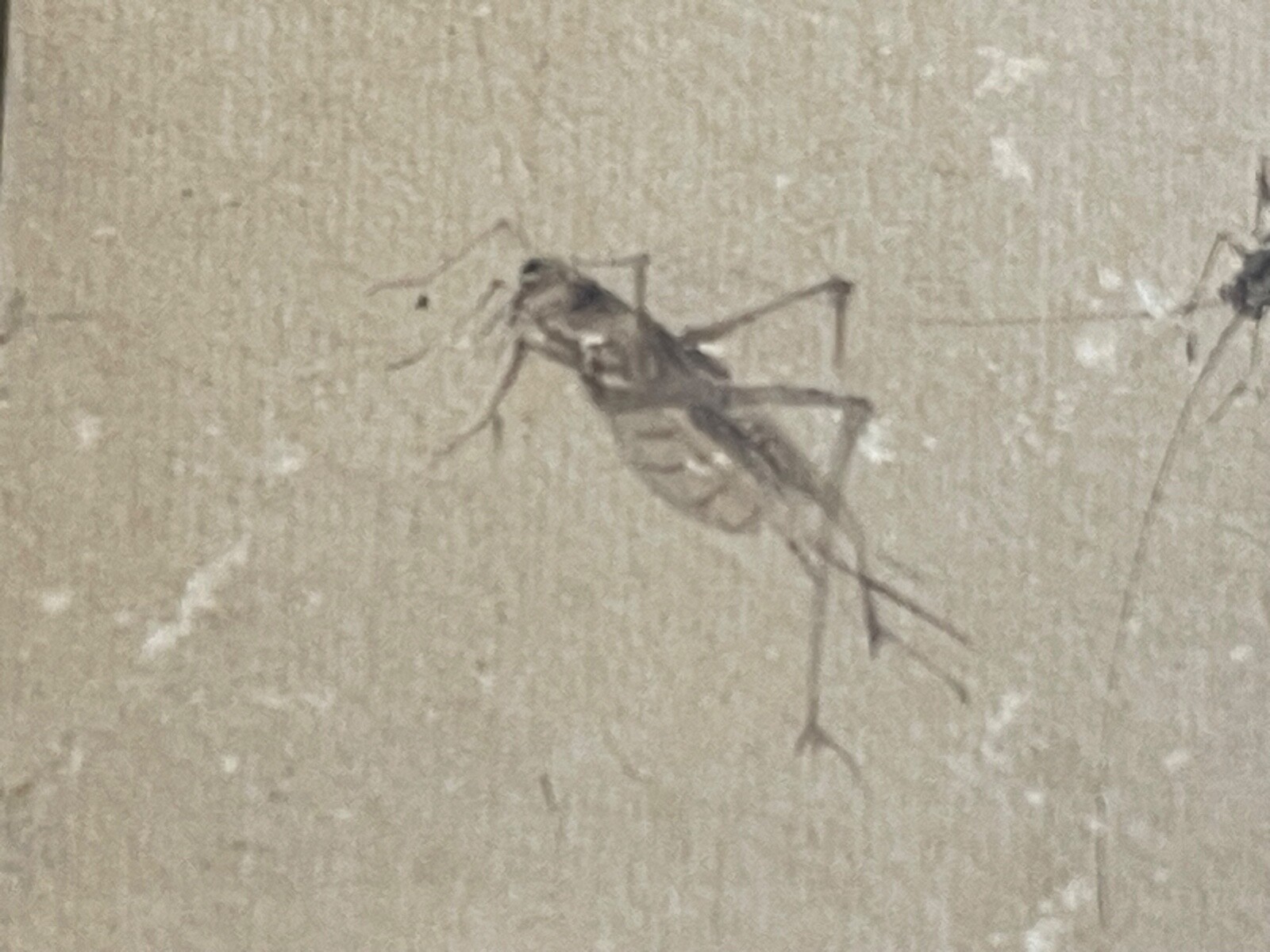 Japon deux grillons Étude naturaliste à l’encre papier japon vergé Époque Edo – Image 3