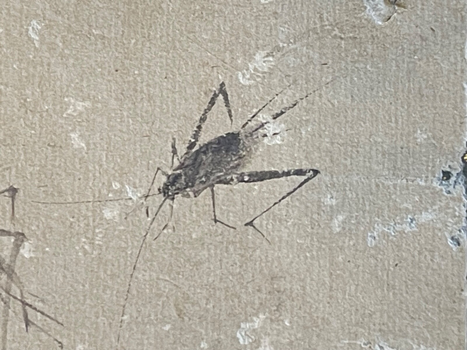 Japon deux grillons Étude naturaliste à l’encre papier japon vergé Époque Edo – Image 4