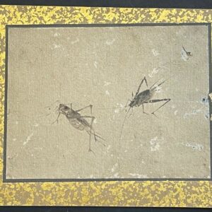 Japon deux grillons Étude naturaliste à l’encre papier japon vergé Époque Edo