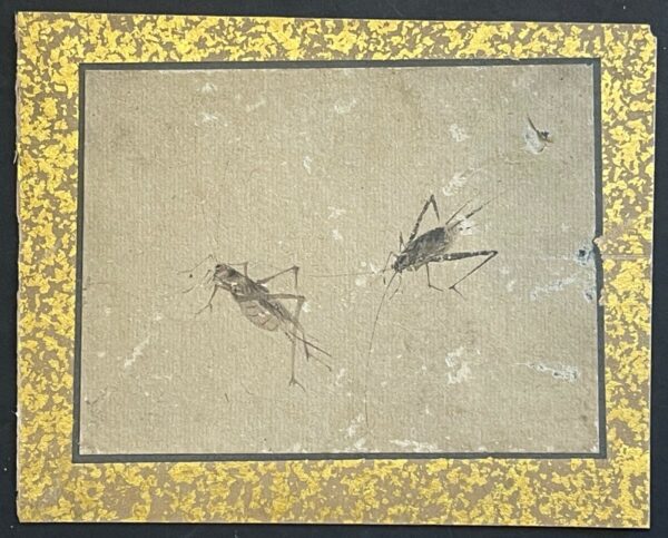 Japon deux grillons Étude naturaliste à l’encre papier japon vergé Époque Edo