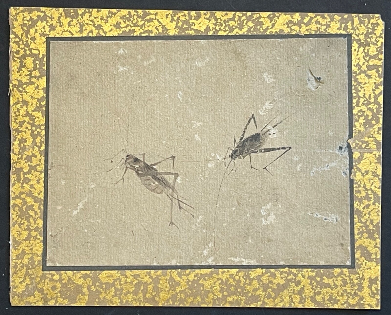 Japon deux grillons Étude naturaliste à l’encre papier japon vergé Époque Edo