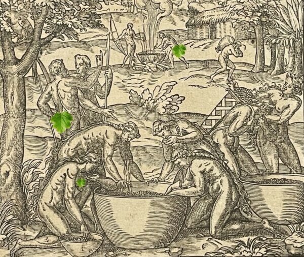 Brésil fabrication breuvage d'après André Thevet (1504-1592) Engraving 1575