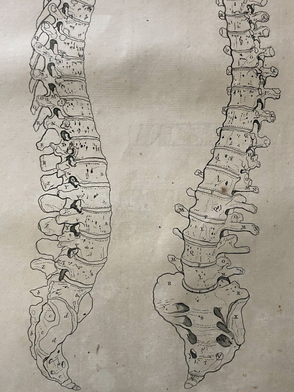 1759 Original Anatomical Engraving Human Spine Vertebral Column Osteology – Image 4