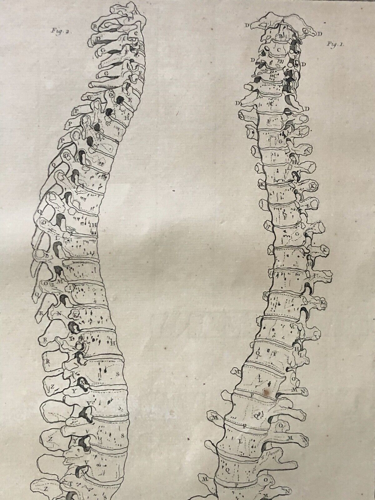 1759 Original Anatomical Engraving Human Spine Vertebral Column Osteology – Image 3