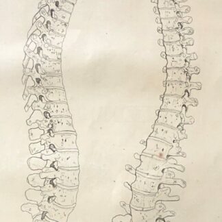 1759 Original Anatomical Engraving Human Spine Vertebral Column Osteology