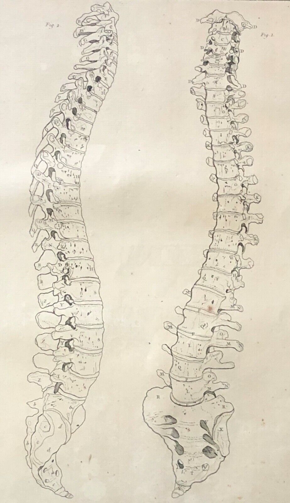 1759 Original Anatomical Engraving Human Spine Vertebral Column Osteology
