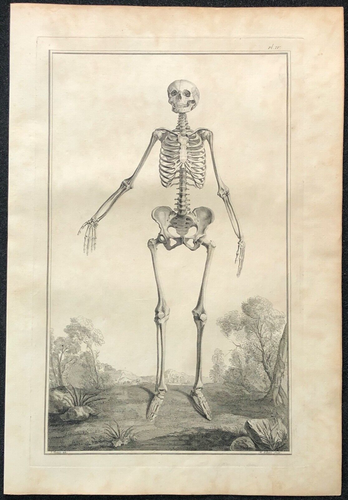 1759 Human Skeleton Anatomy Engraving Osteology Medical Print After Tarsis – Image 3