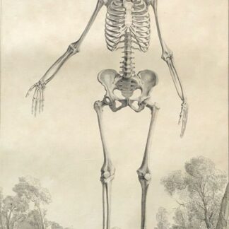 1759 Human Skeleton Anatomy Engraving Osteology Medical Print After Tarsis