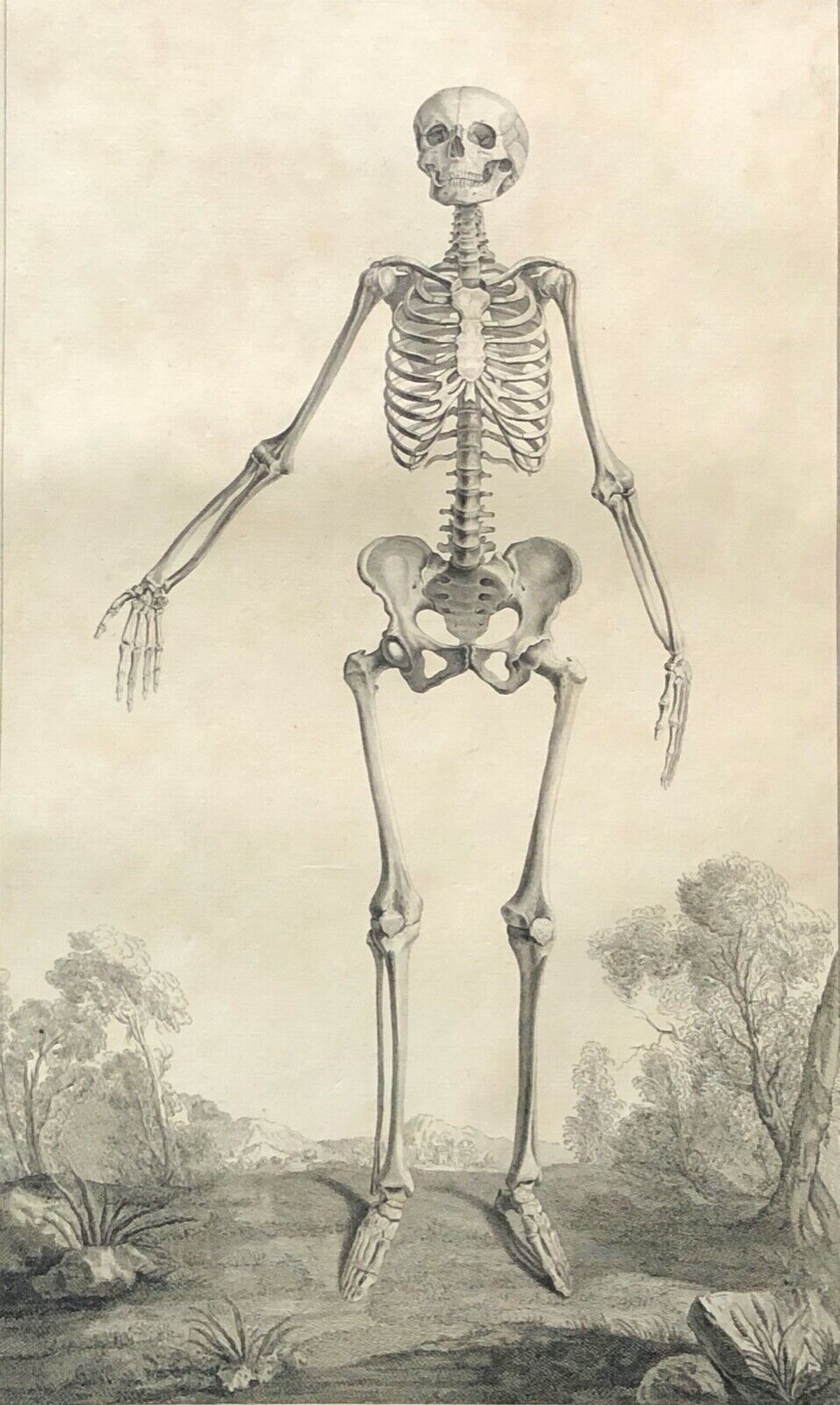 1759 Human Skeleton Anatomy Engraving Osteology Medical Print After Tarsis