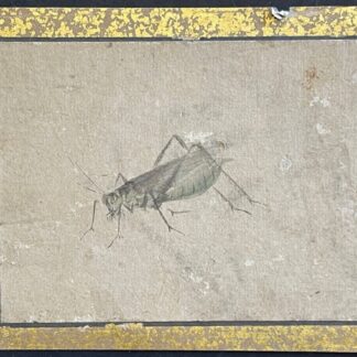 Japan Edo 17th–18th C Mushi Cricket Painting Antique Japanese Art