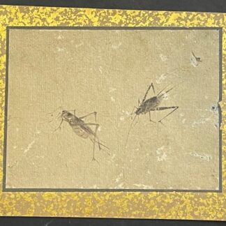 Japan Edo 17th–18th C. Mushi Painting Two Grasshoppers Insects Japon