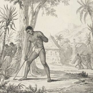 Tahiti Sugar Cane Cultivation Polynesia Original Engraving 1836 Polynésie France