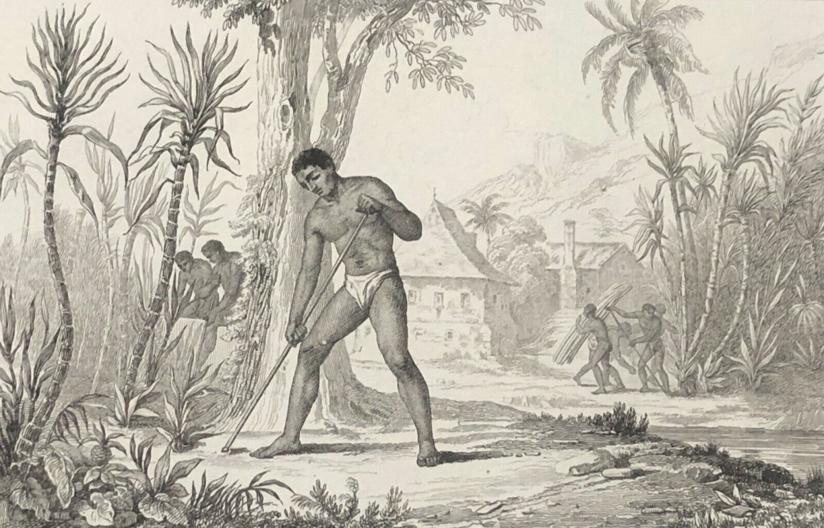 Tahiti Sugar Cane Cultivation Polynesia Original Engraving 1836 Polynésie France