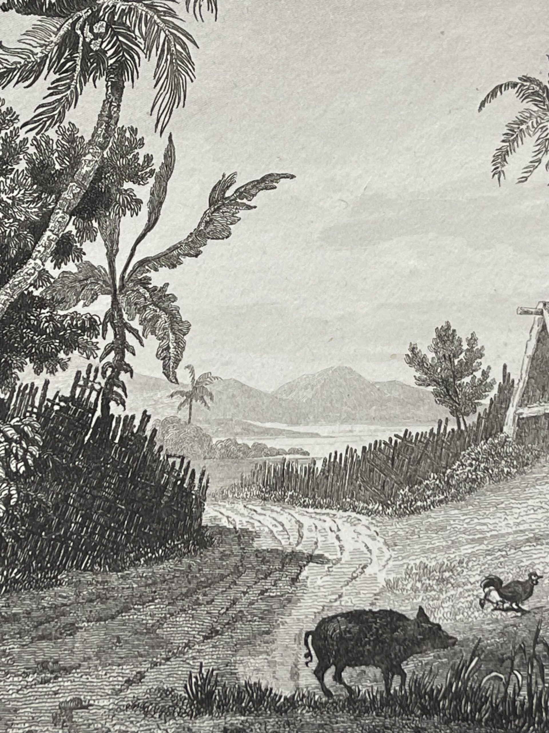 Tonga Engraving Namuka Rotterdam Island Village Pacific Ocean 1836 Océanie – Image 4